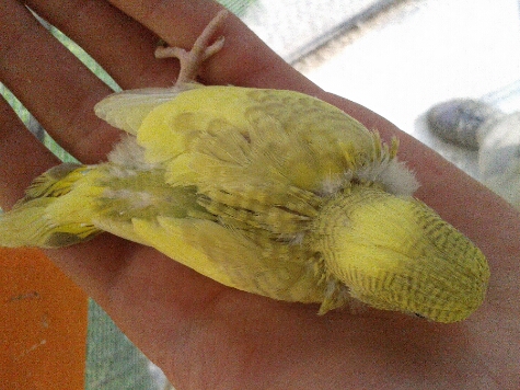 mutazione pullo